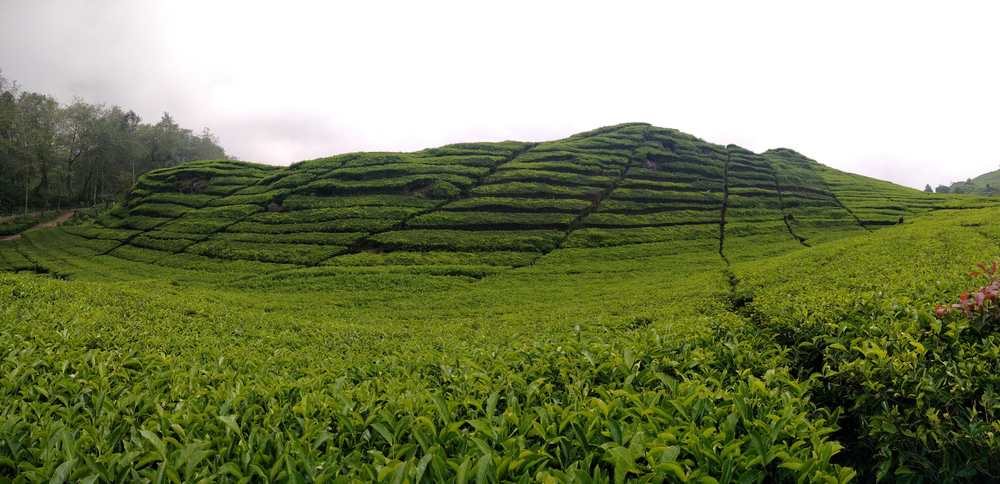 Rancabali tea plantation